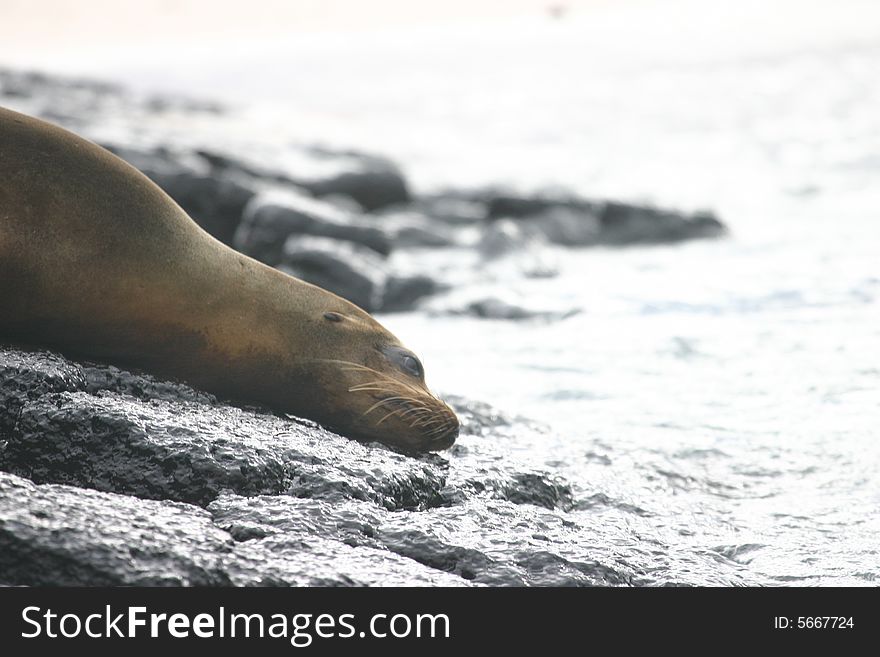 A sea lion on lava at Galapagos Islands, Ecuador. A sea lion on lava at Galapagos Islands, Ecuador.