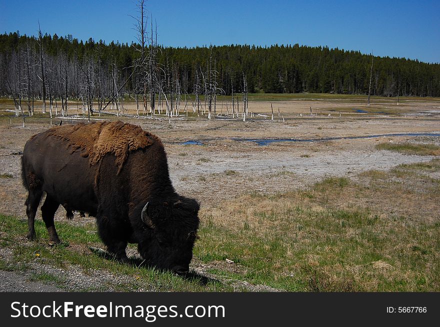 A large bison grazing on grass at Yellowstone National Park. A large bison grazing on grass at Yellowstone National Park.