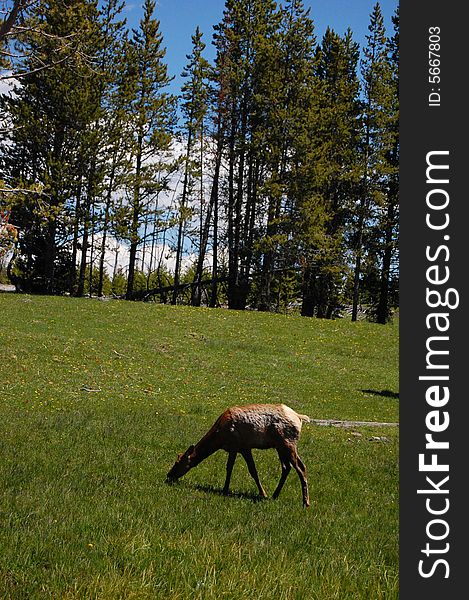 An elk grazing the grassy plains of Yellowstone National Park. An elk grazing the grassy plains of Yellowstone National Park.