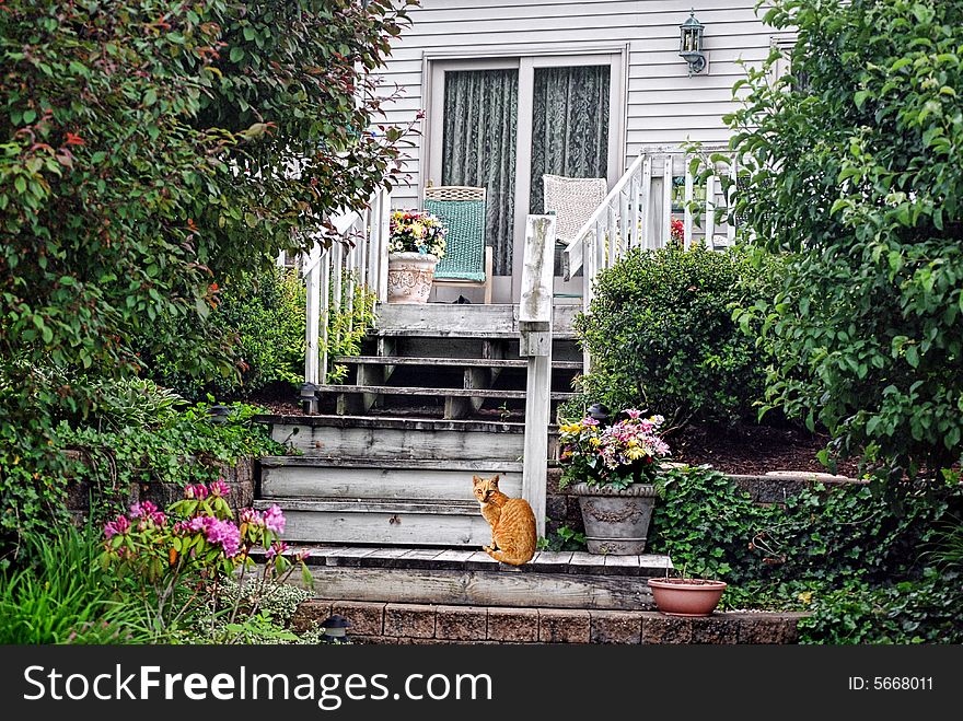 Gold cat sitting on rustic steps of a country home. Gold cat sitting on rustic steps of a country home.