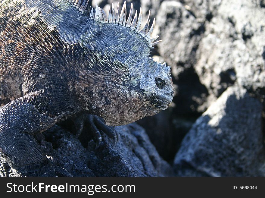 A sea iguana on the beach in the Galpagos Islands, Ecuador.