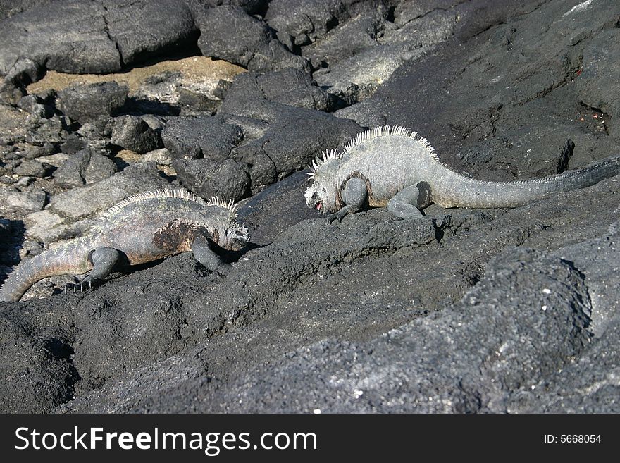 A pair of sea iguanas fighting in Galapagos Islands. A pair of sea iguanas fighting in Galapagos Islands.