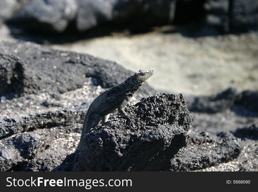 A sand lizard on a rock in the Galpagos Islands, Ecuador.