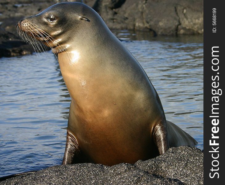 Sea Lion With Water