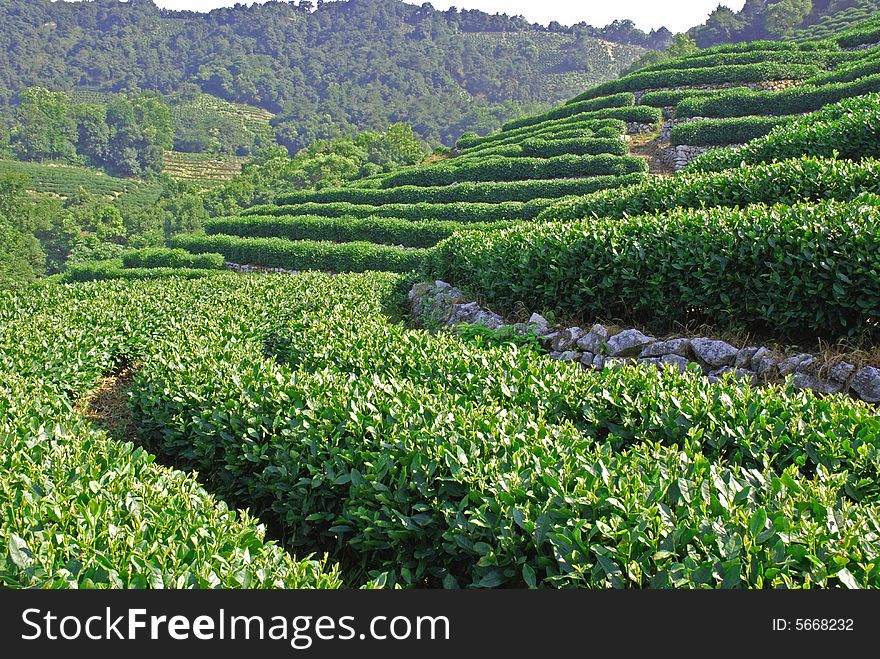 Rows of fresh green tea trees on slope. Rows of fresh green tea trees on slope