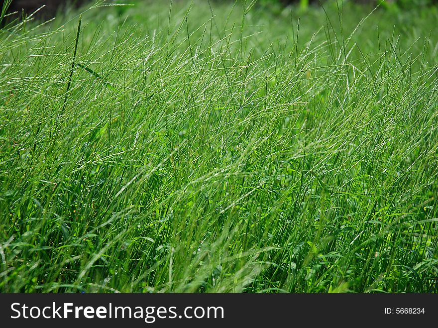 Lush Wild Grass