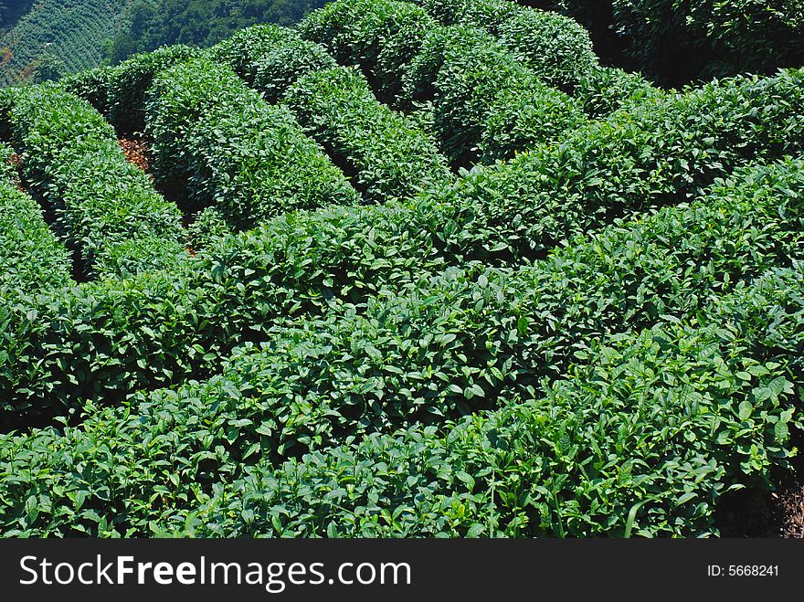 Rows of fresh green tea tree on slope. Rows of fresh green tea tree on slope