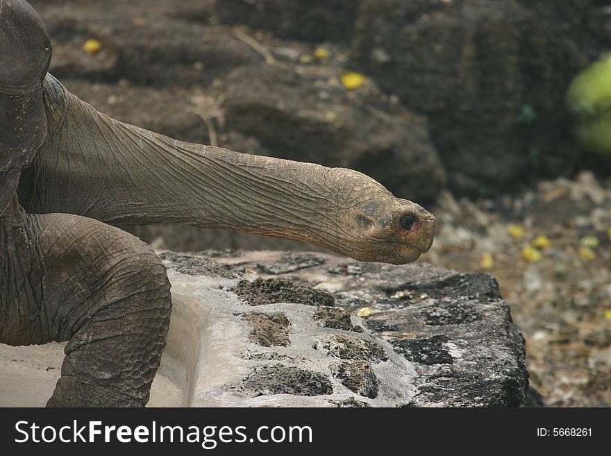 A Galapagos Tortoise reaching its neck toward food.