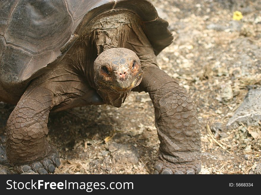 A Tortoise in the Galapagos Islands, Ecuador. A Tortoise in the Galapagos Islands, Ecuador.
