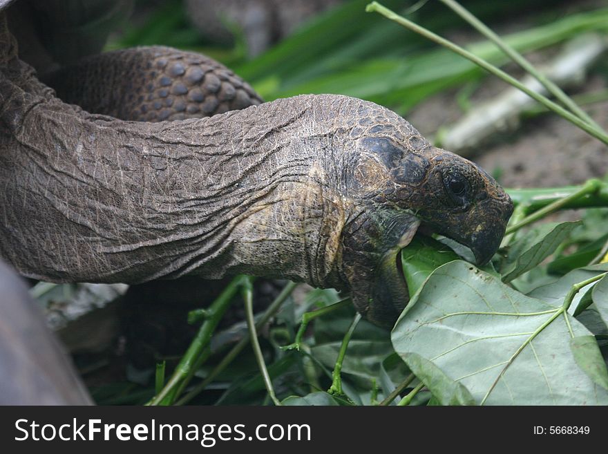 A Tortoise in the Galapagos Islands, Ecuador. A Tortoise in the Galapagos Islands, Ecuador.
