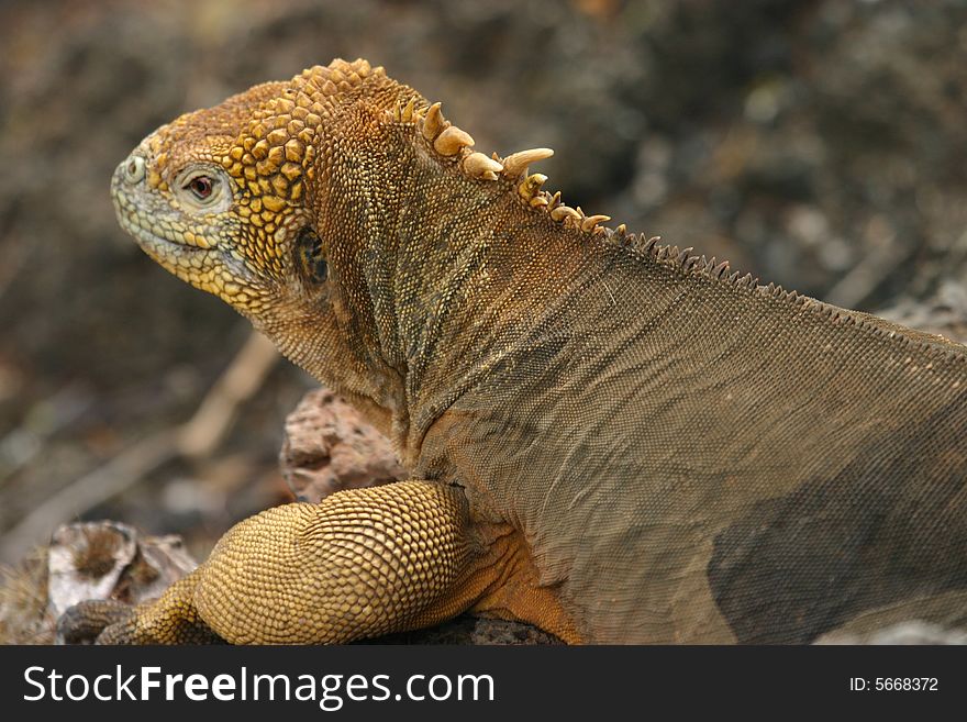 A land iguana in the Galapagos Islands, Ecuador. A land iguana in the Galapagos Islands, Ecuador.