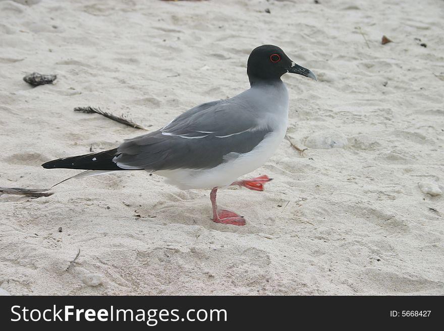 A bird on the beach in Galapagos Islands, Ecuador. A bird on the beach in Galapagos Islands, Ecuador.