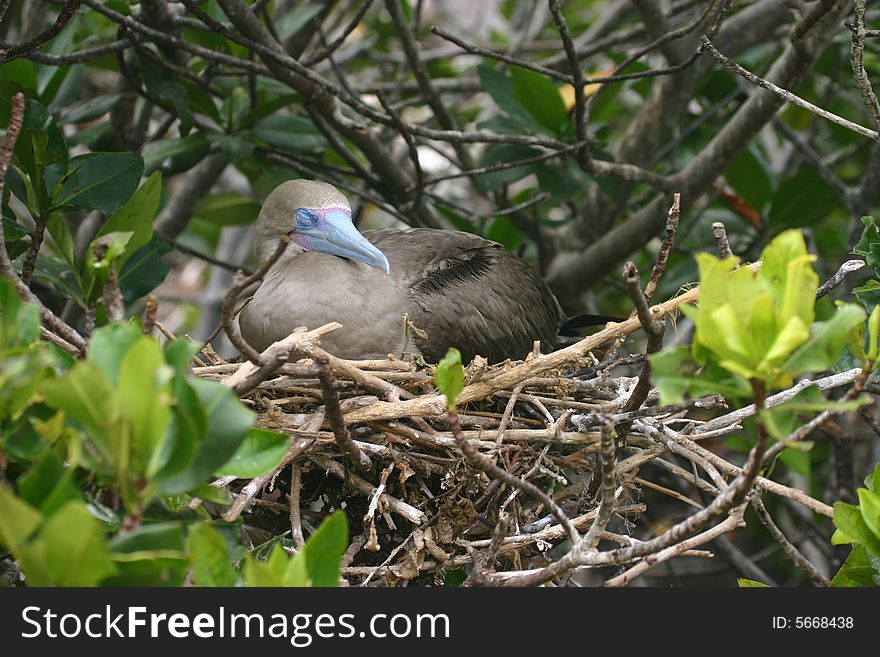 Bird In A Nest