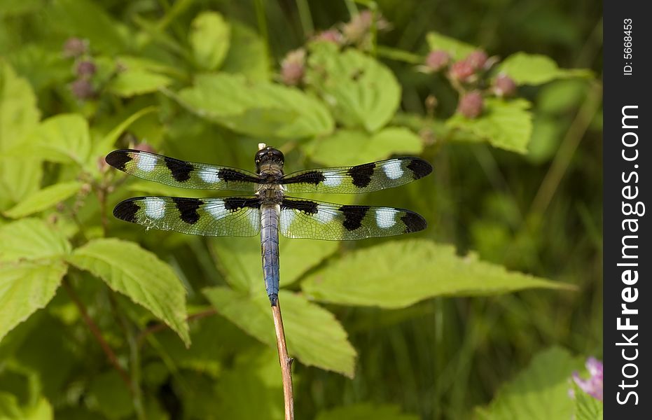 A dragonfly with black and white wings, resting on a branch. A dragonfly with black and white wings, resting on a branch