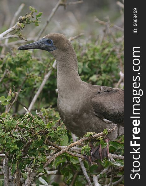 A bird on a tree in the Galapagos Islands. A bird on a tree in the Galapagos Islands.