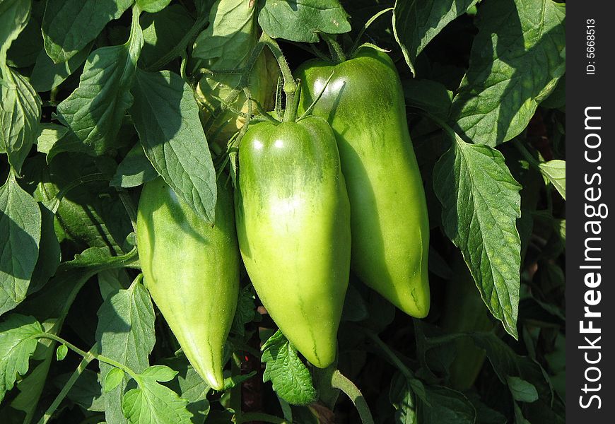Close up of green peppers in a vegetable garden. Close up of green peppers in a vegetable garden