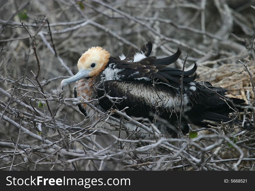 A bird on a tree in the Galapagos Islands. A bird on a tree in the Galapagos Islands.