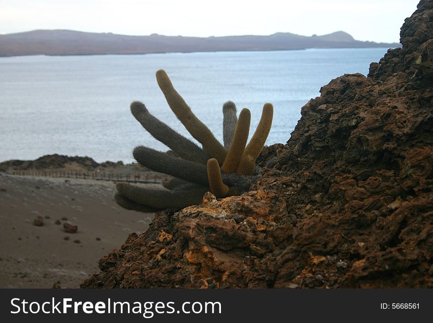 A scenic view of Galapagos Islands with a cactus. A scenic view of Galapagos Islands with a cactus.
