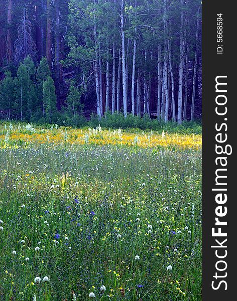 A sierra meadow covered with spring wildflowers. A sierra meadow covered with spring wildflowers.