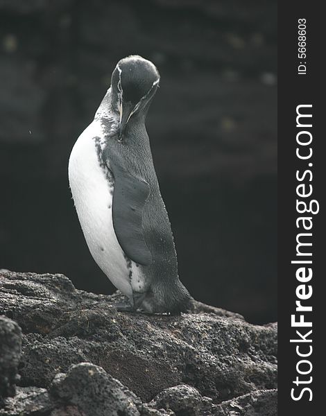A penguin in the Galapagos Islands, Ecuador.