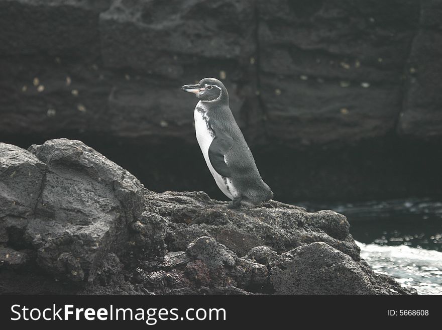 A penguin in the Galapagos Islands, Ecuador. A penguin in the Galapagos Islands, Ecuador.