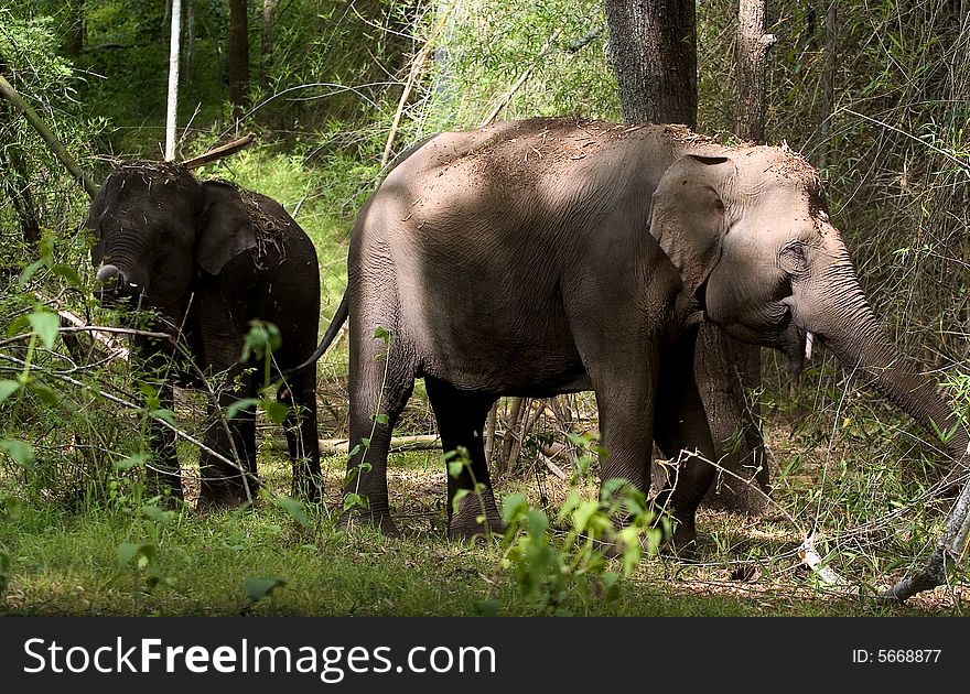 Elephants bathing in the mud deep inside forest. Elephants bathing in the mud deep inside forest