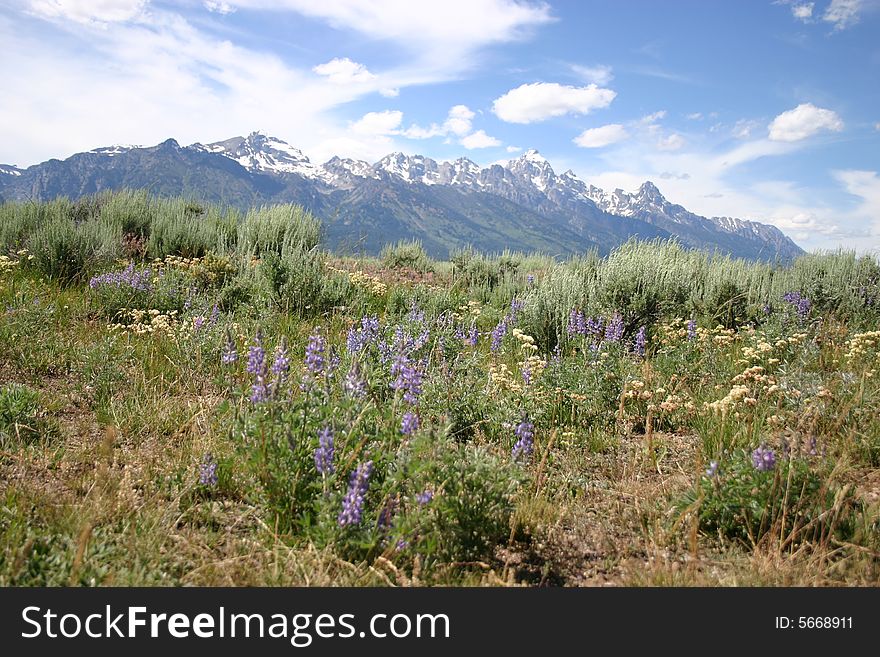 A panaromic view of the Grand Teton Mountains in Grand Teton National Park. A panaromic view of the Grand Teton Mountains in Grand Teton National Park.