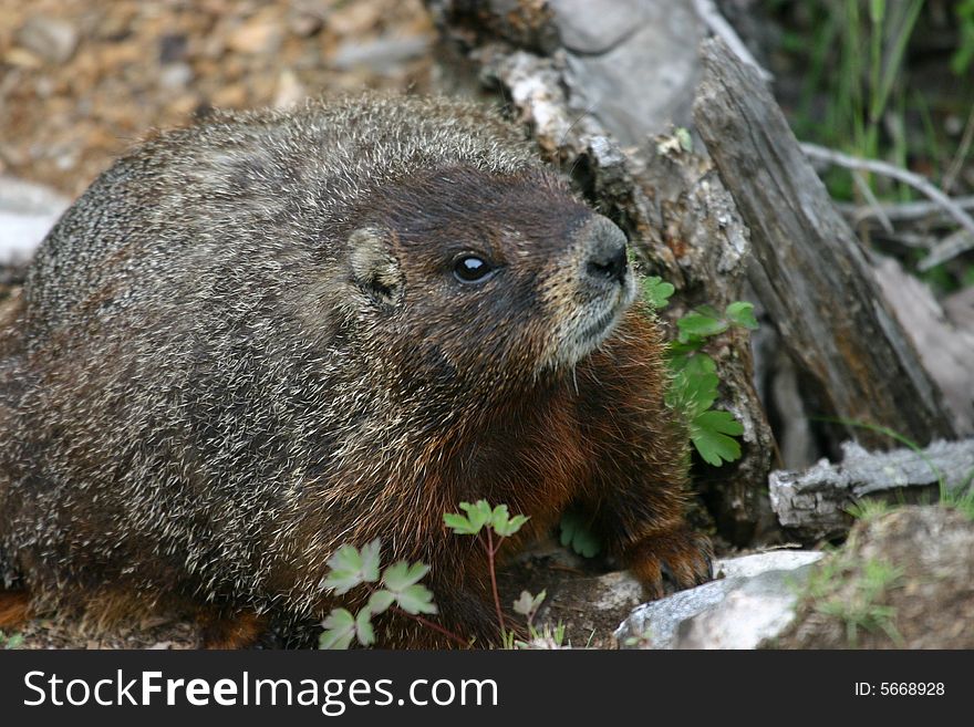 A yellow-bellied marmot in Yellowstone National Park.