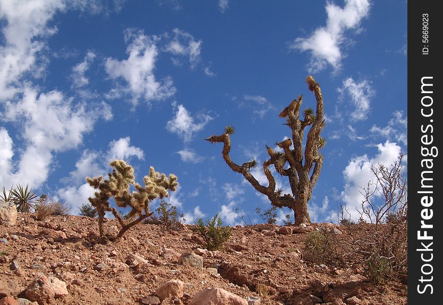 Nature/Park/Outdoors  - 
Red Rock Canyon National Conservation Area with Joshua trees