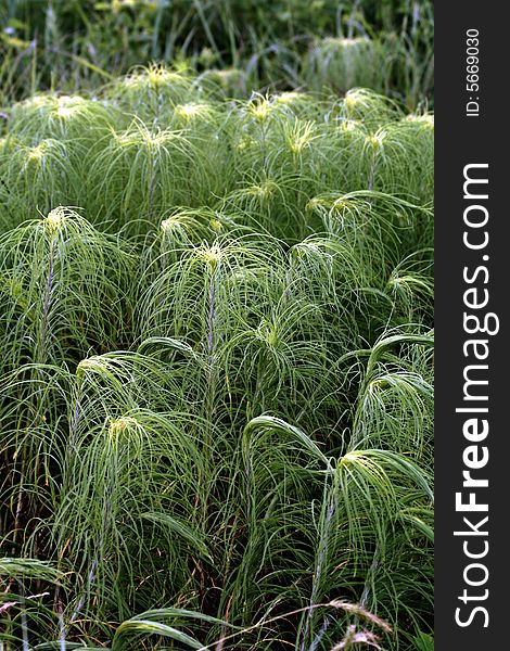 Wild grasses forming an interesting pattern taken in cowley county kansas