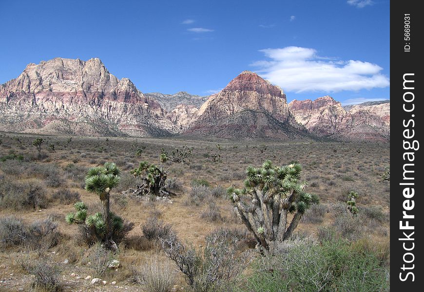 Nature/Park/Outdoors  - 
Red Rock Canyon National Conservation Area 
joshua trees in foreground of mountains