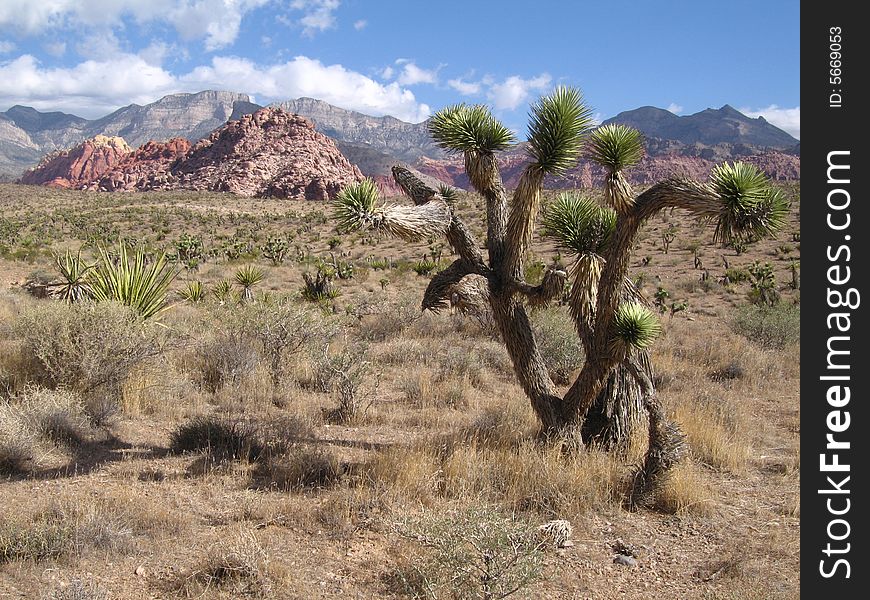 Joshua tree in Red Rock Canyon