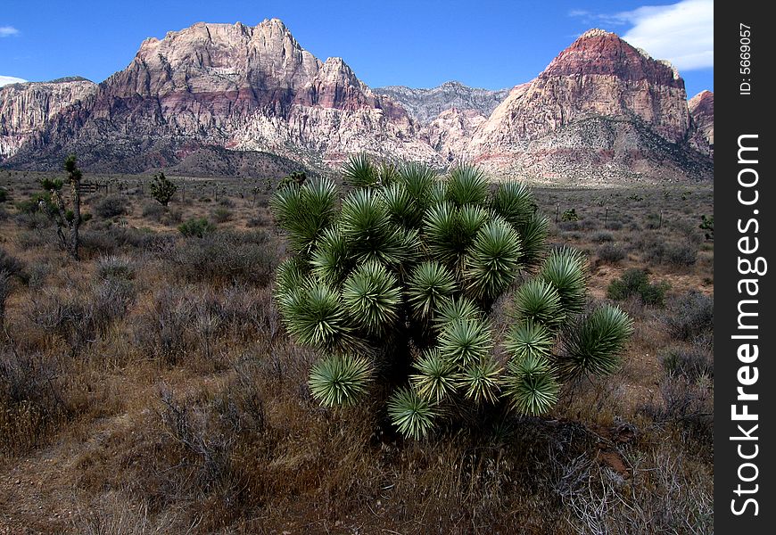 Red Rock Canyon and Joshua