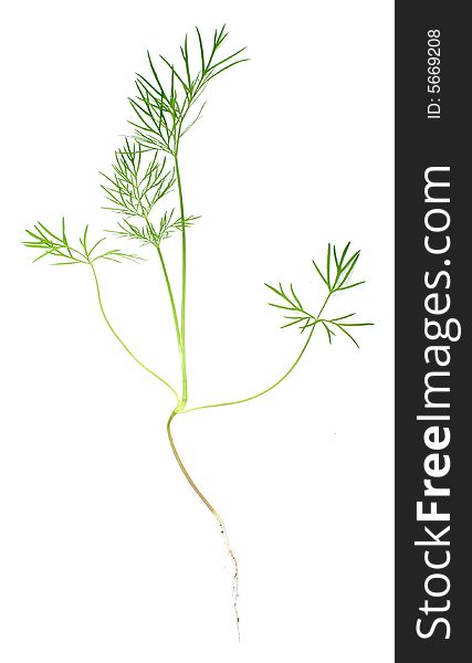 A macro shot of dill branch on white background