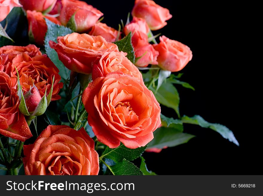 Beautiful wet roses on black background