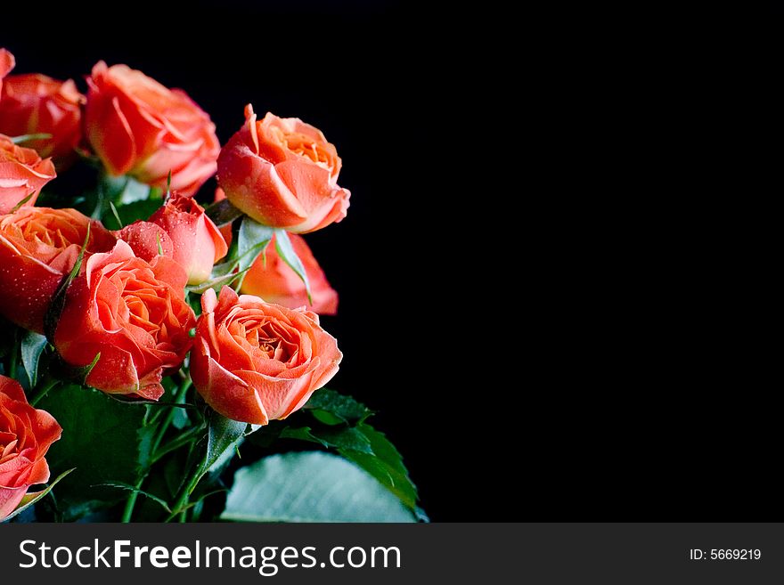 Beautiful wet roses on black background