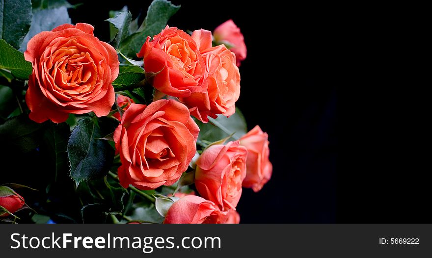 Beautiful Red Roses On Black
