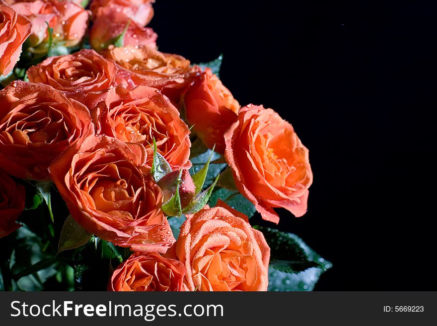 Beautiful wet roses on black background