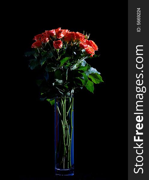 Beautiful wet roses in a blue vase on black background