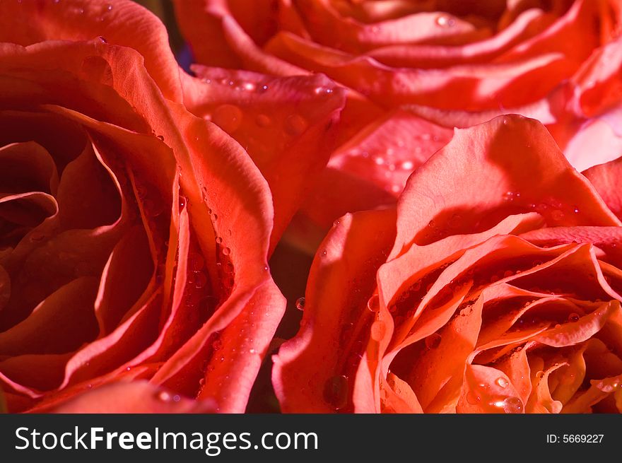 A macro shot of beautiful wet roses