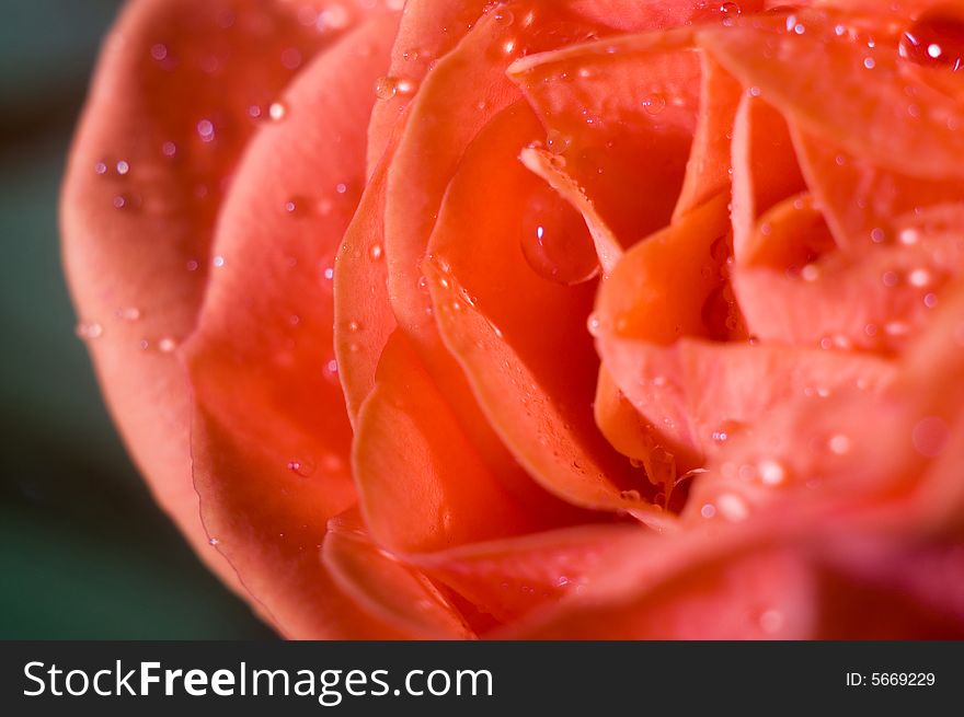 A macro shot of beautiful wet roses