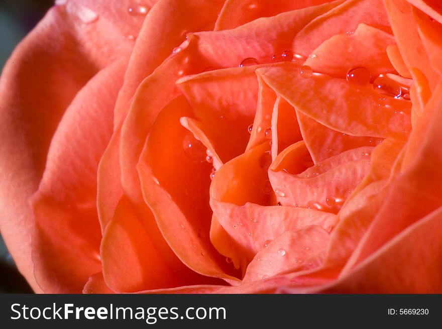 A macro shot of beautiful wet roses on green background