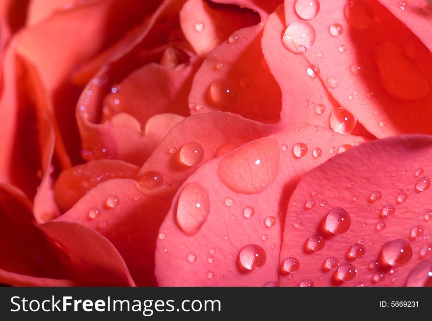 Beautiful magenta wet roses, a macro shot