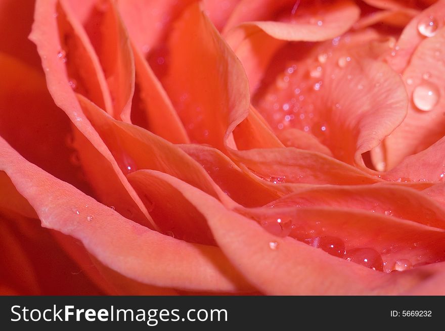 Beautiful wet roses, a macro shot