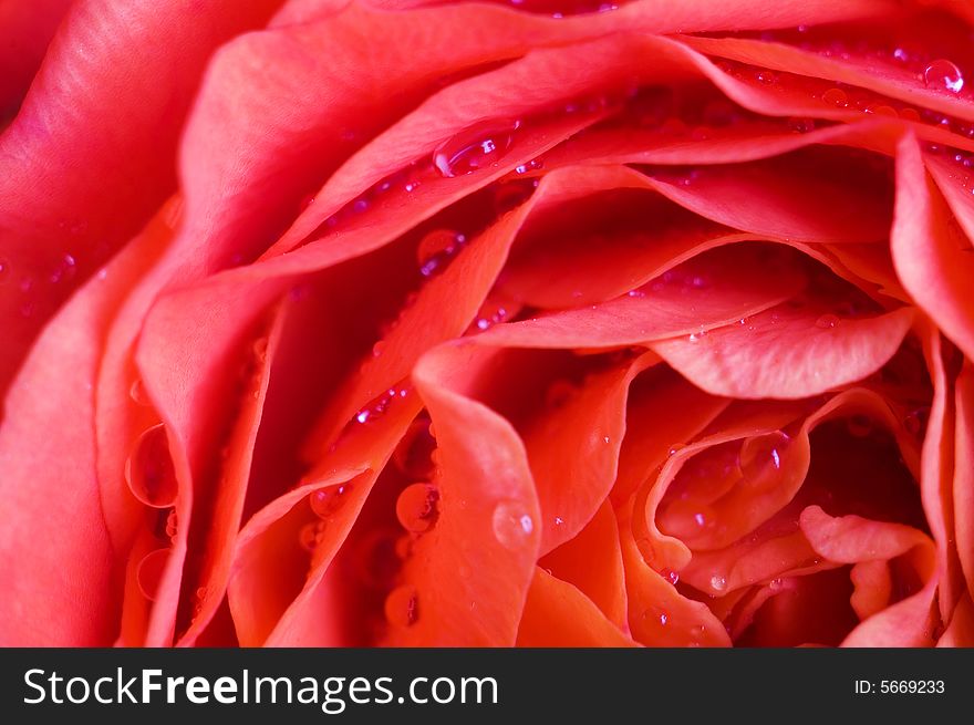 Beautiful magenta wet roses, a macro shot