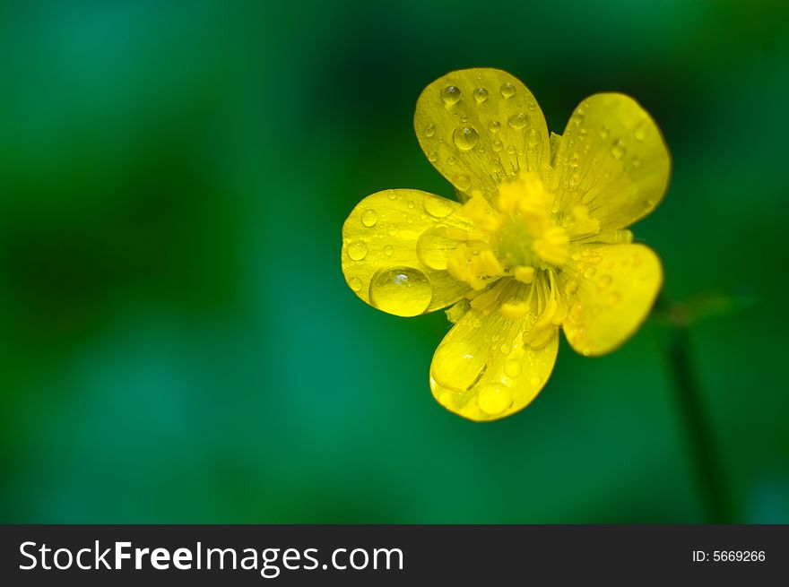 A macro shot of beautiful yellow buttercup on green background