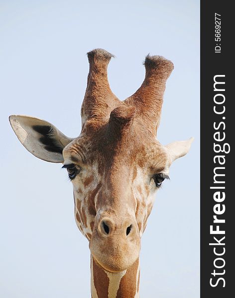 Detail Of Giraffe Head