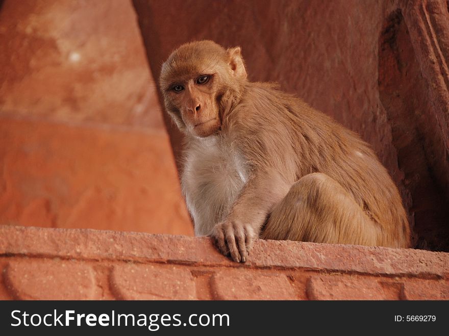 Monkey portrait on temple in Agra, India