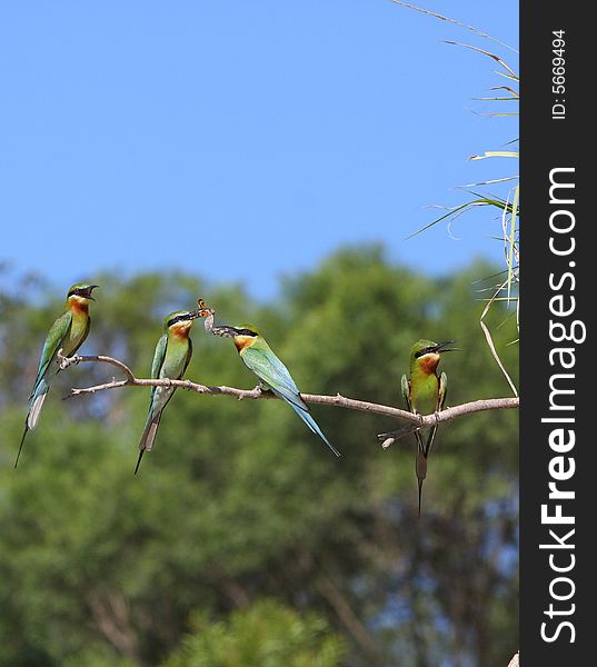 Bee-eater