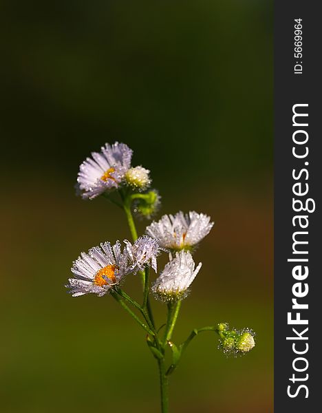 Beautiful ox daisy on the field